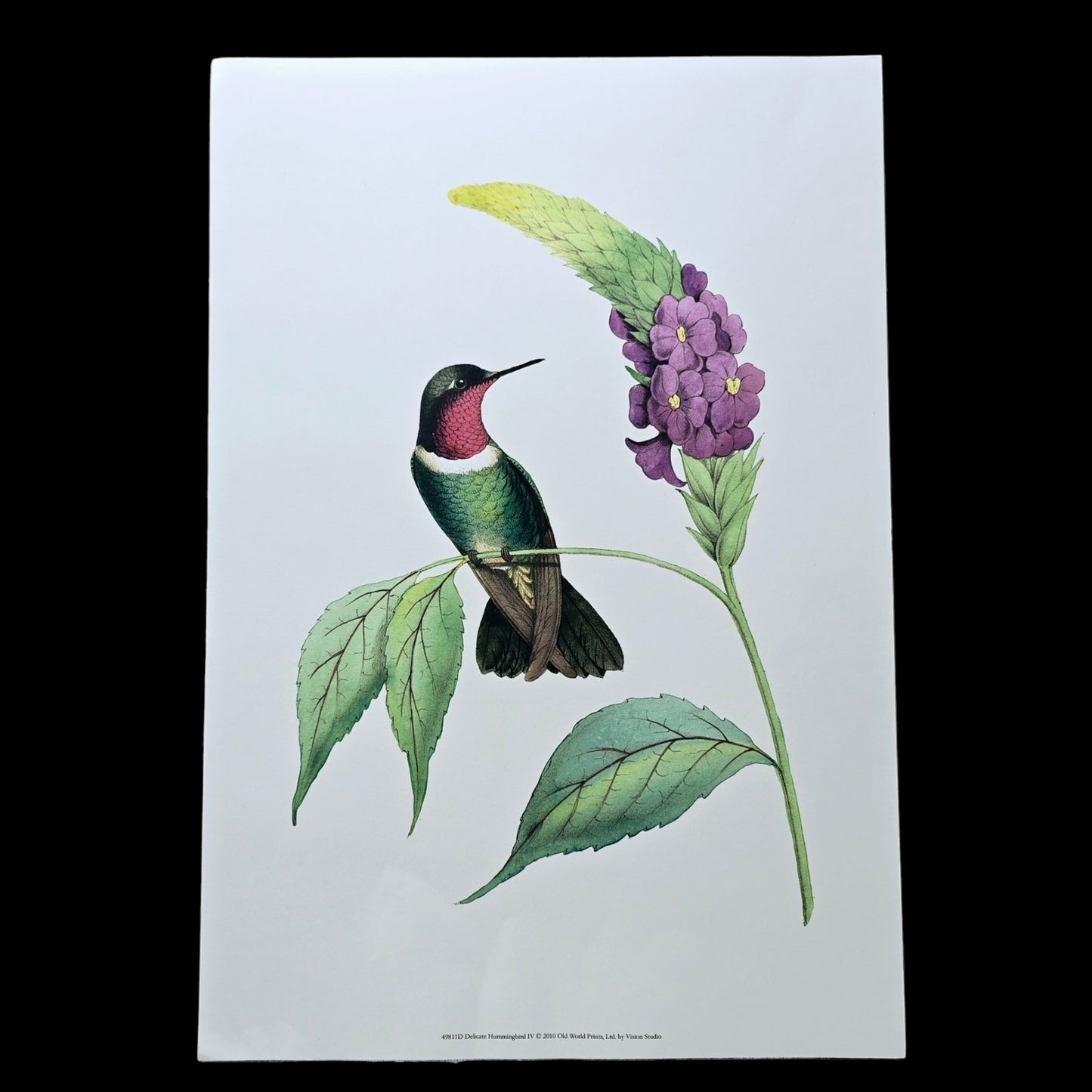 19x13 Hummingbird Art Print Delicate Humming Bird IV, 2010 Old World Prints