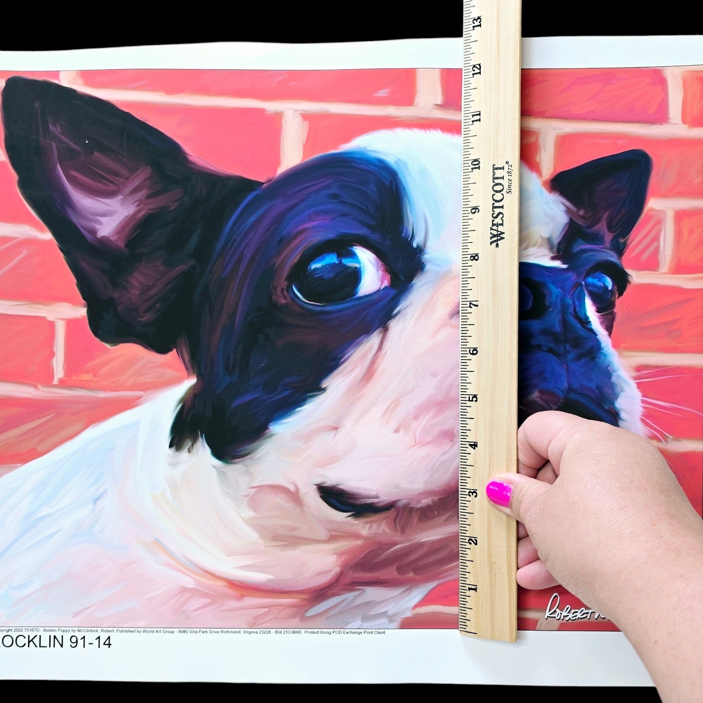 15.25" x12" Dog Art Print: Robert McClintock "Boston Puppy" Copyright 2022, Published by World Art Group READ
