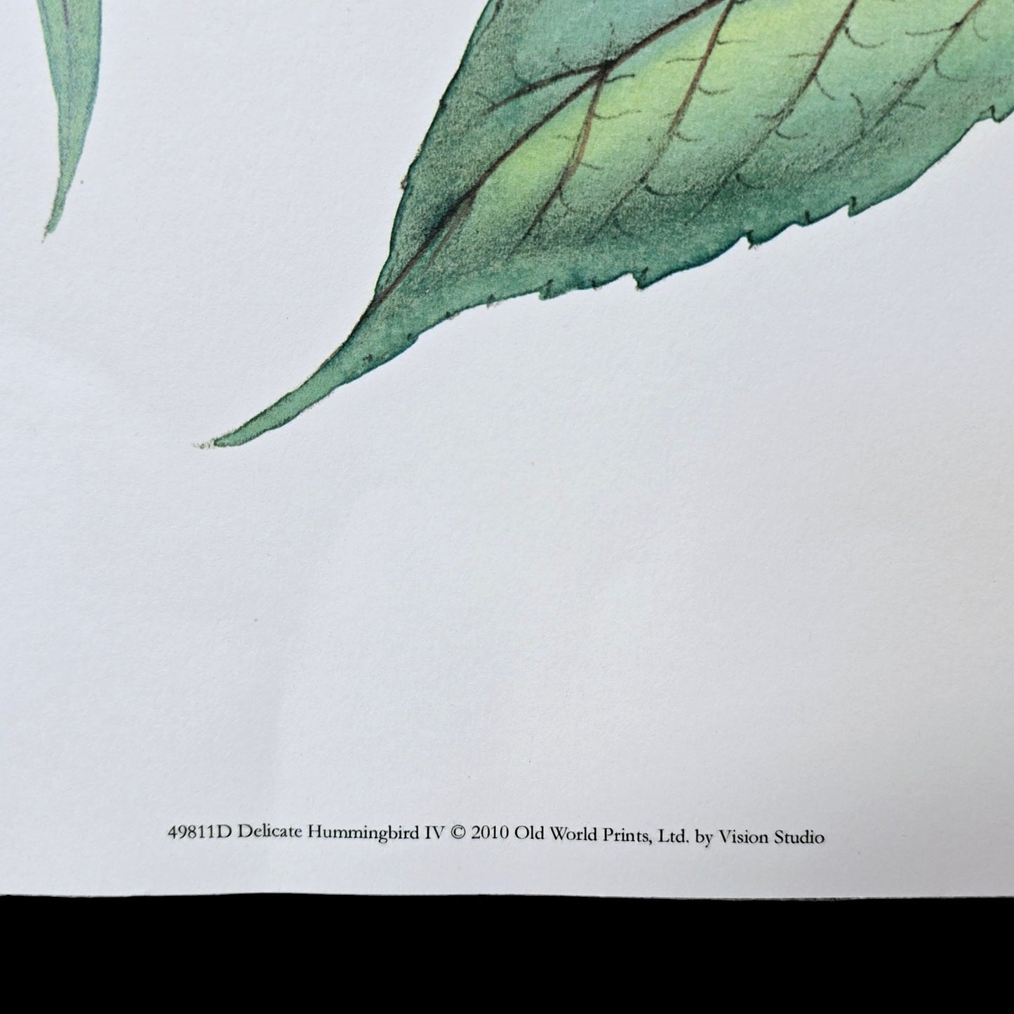 19x13 Hummingbird Art Print Delicate Humming Bird IV, 2010 Old World Prints