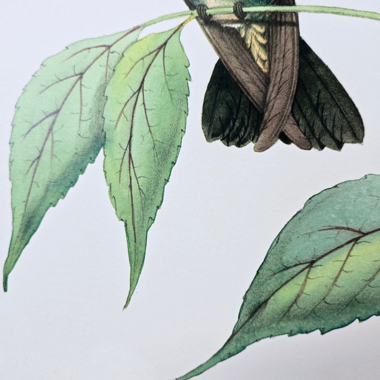 19x13 Hummingbird Art Print Delicate Humming Bird IV, 2010 Old World Prints