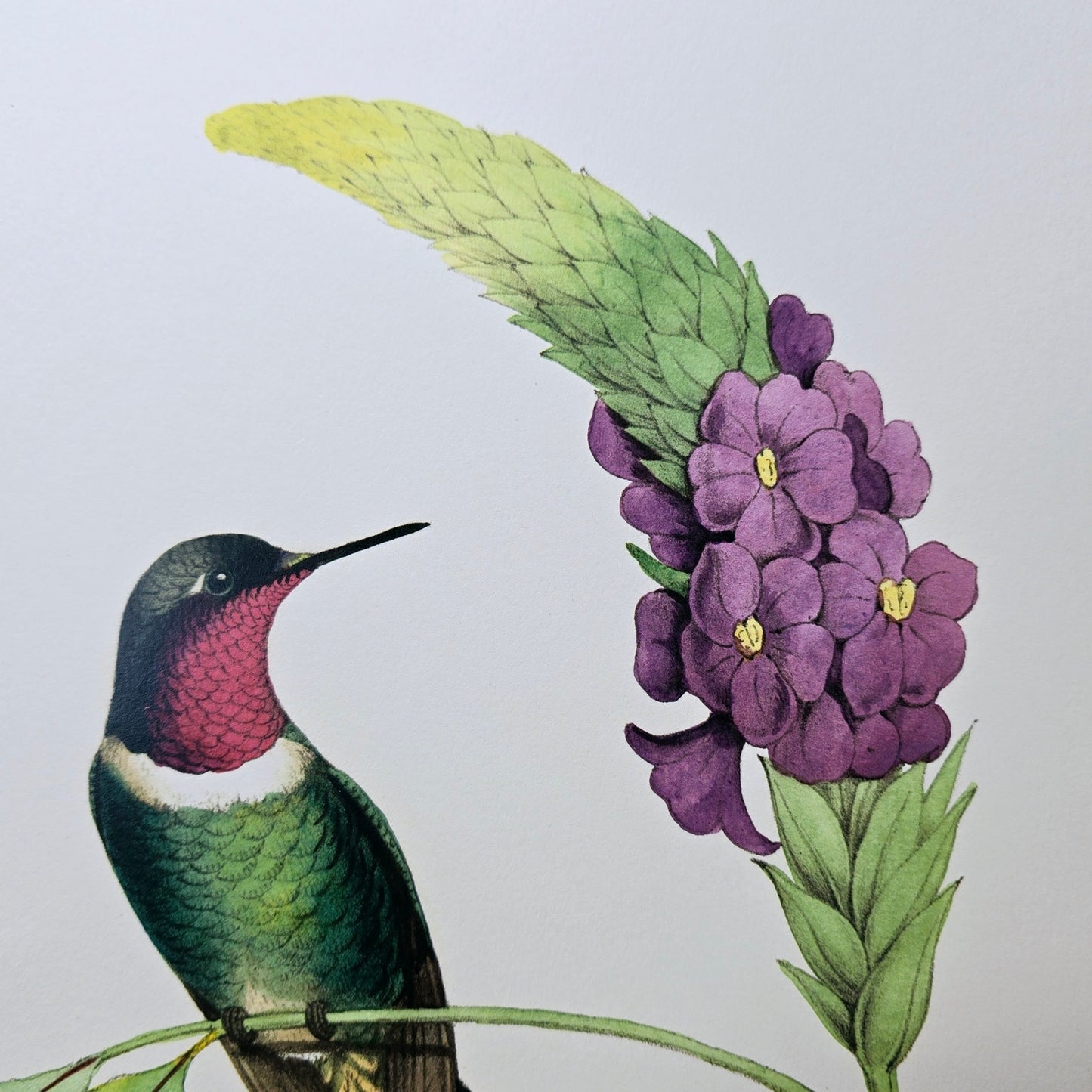 19x13 Hummingbird Art Print: Delicate Humming Bird IV, 2010 Old World Prints, Ltd. by Vision Studio