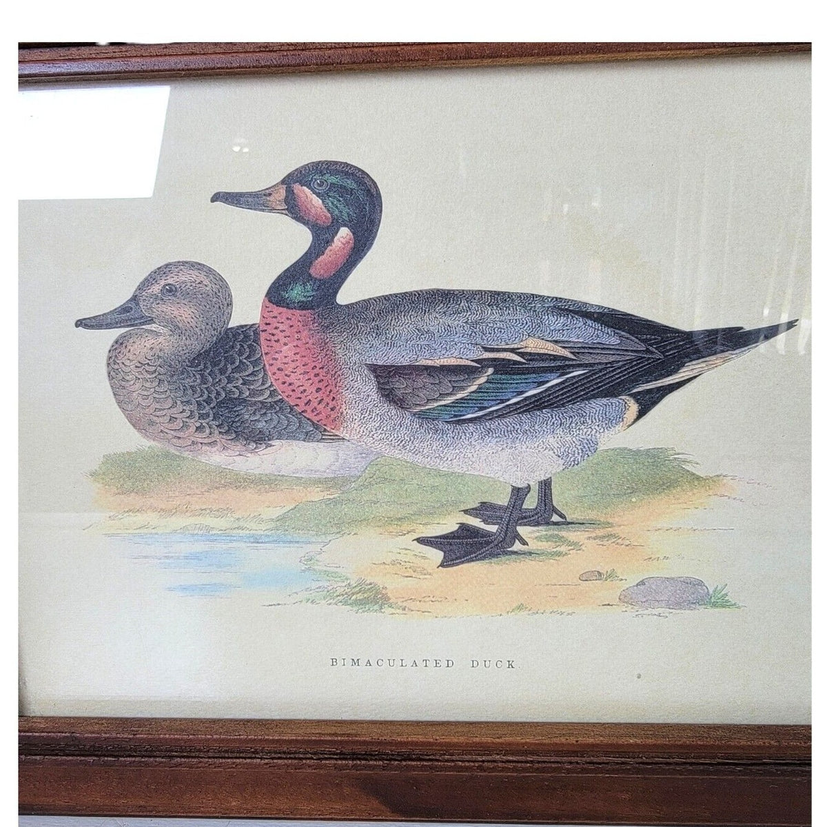 Italian Wood Handcrafted Bimaculated Duck Wall Mount Key Cabinet
