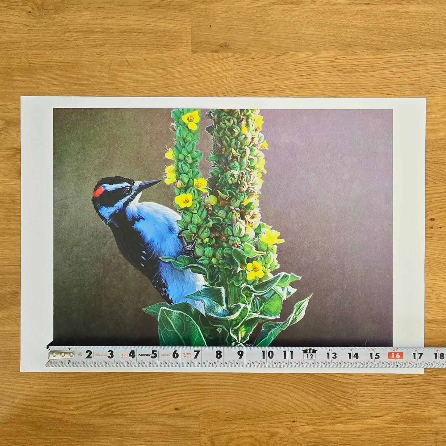 16x12 Bird Art Print: Woodpecker Mullen, 2012, Chris Vest, New World Graphics