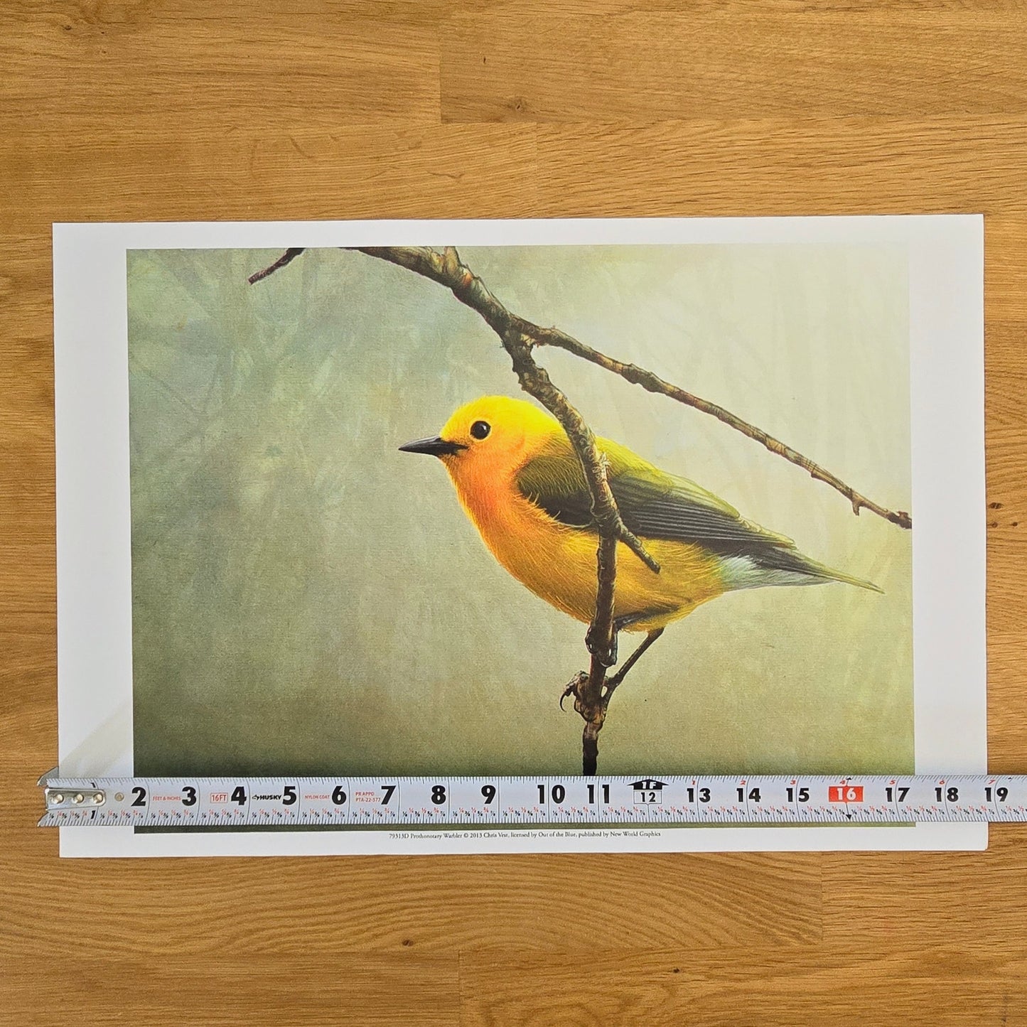 16x12 Bird Art Print: Prothonotary Warbler, 2013 Chris Vest, New World Graphics