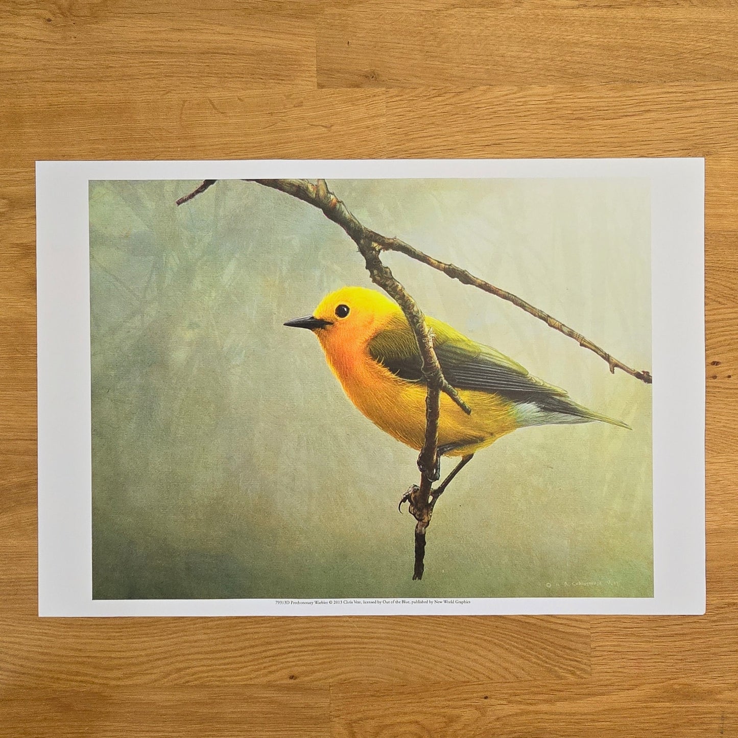 16x12 Bird Art Print: Prothonotary Warbler, 2013 Chris Vest, New World Graphics