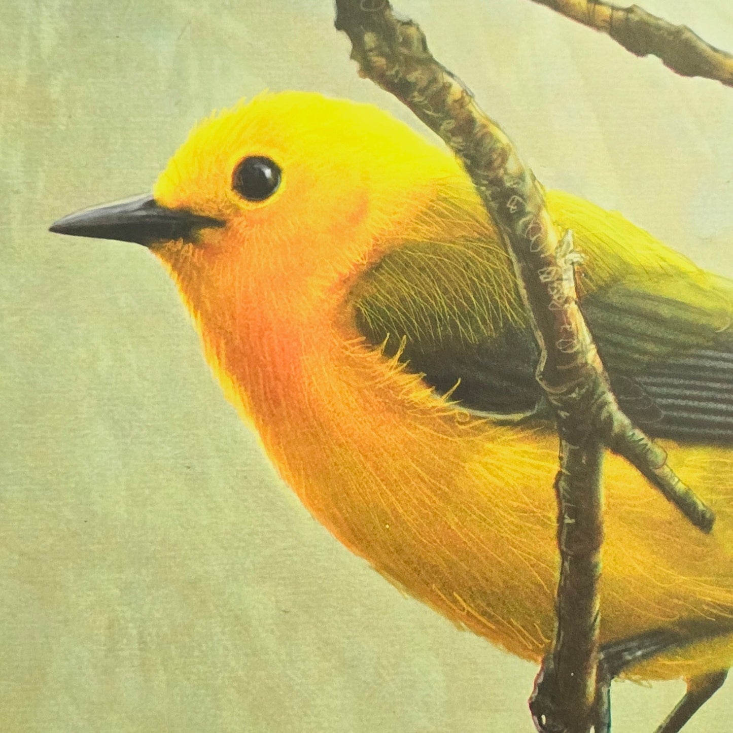 16x12 Bird Art Print: Prothonotary Warbler, 2013 Chris Vest, New World Graphics