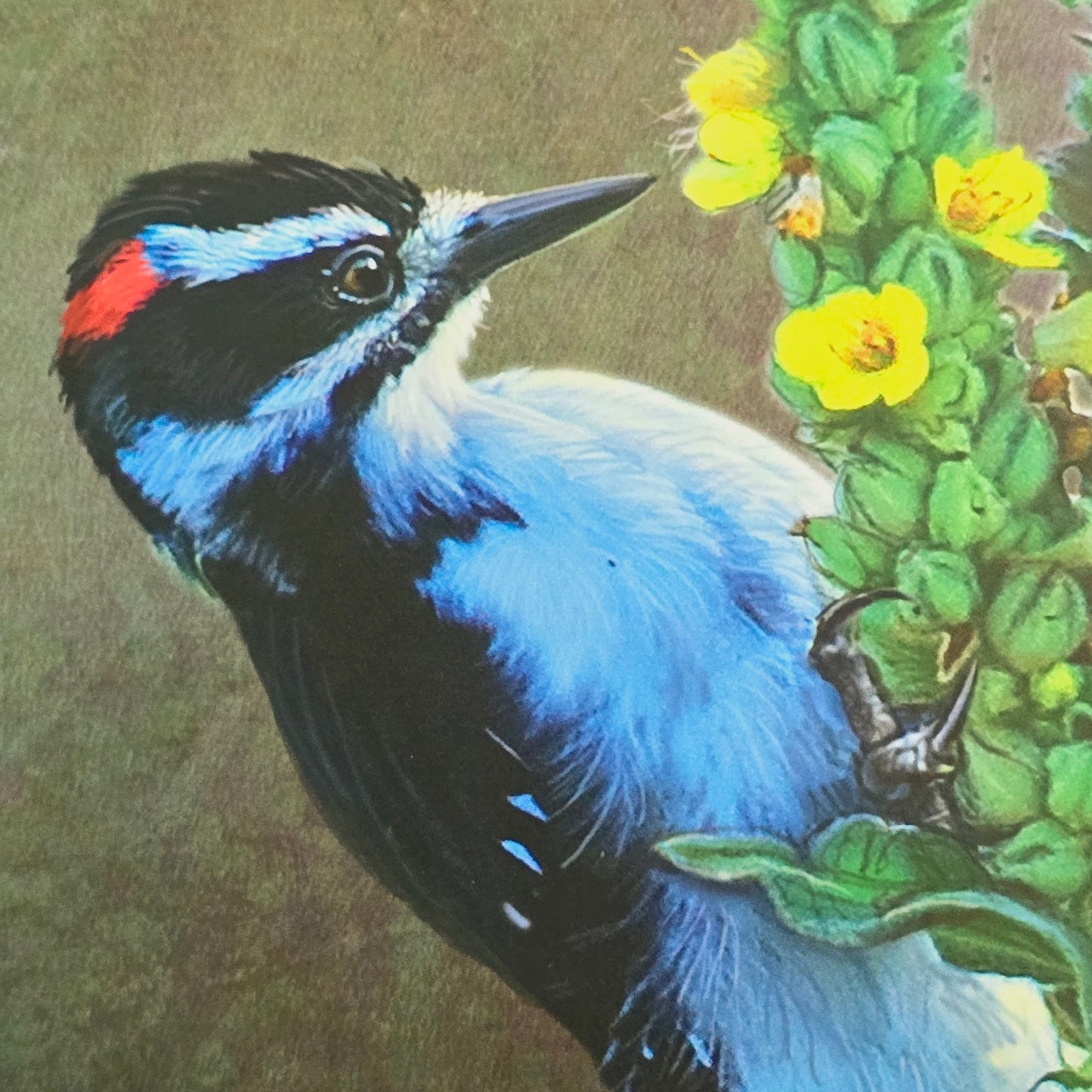 16x12 Bird Art Print: Woodpecker Mullen, 2012, Chris Vest, New World Graphics