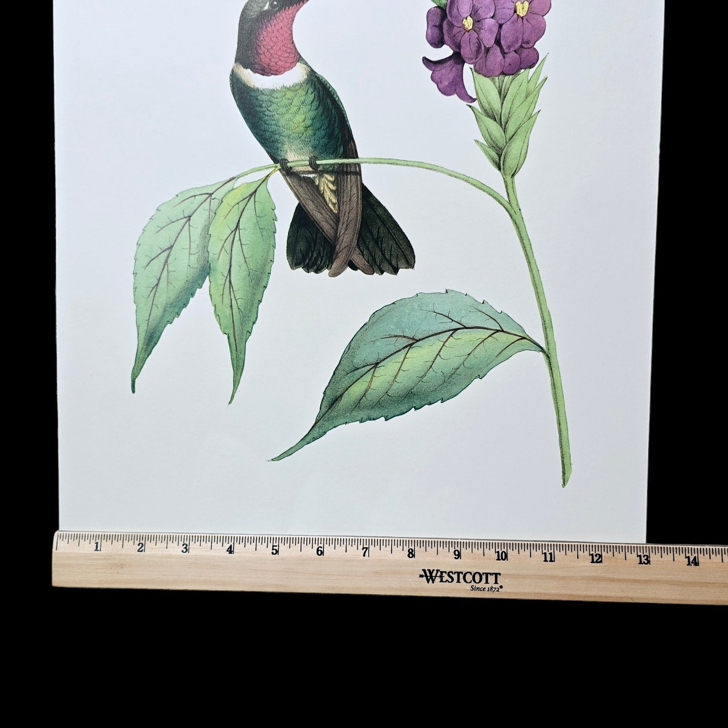 19x13 Hummingbird Art Print: Delicate Humming Bird IV, 2010 Old World Prints, Ltd. by Vision Studio