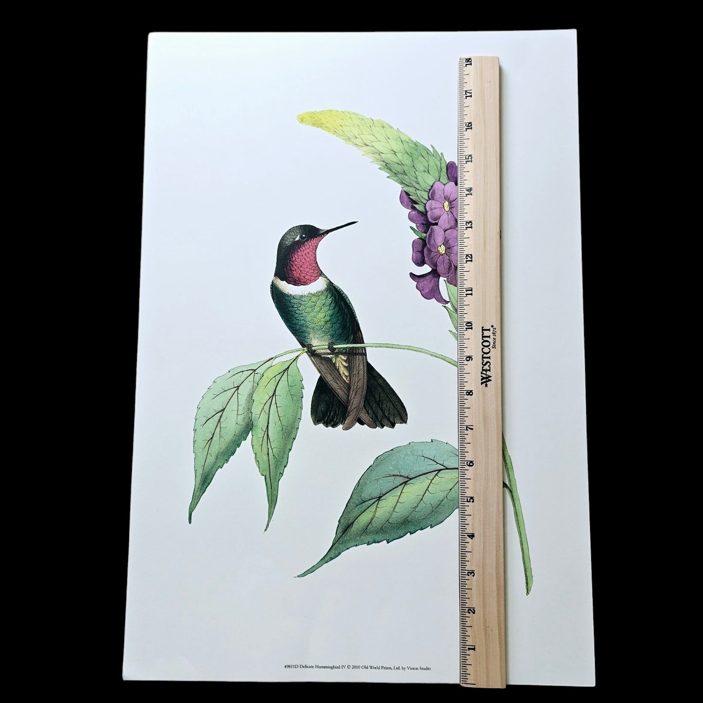 19x13 Hummingbird Art Print: Delicate Humming Bird IV, 2010 Old World Prints, Ltd. by Vision Studio