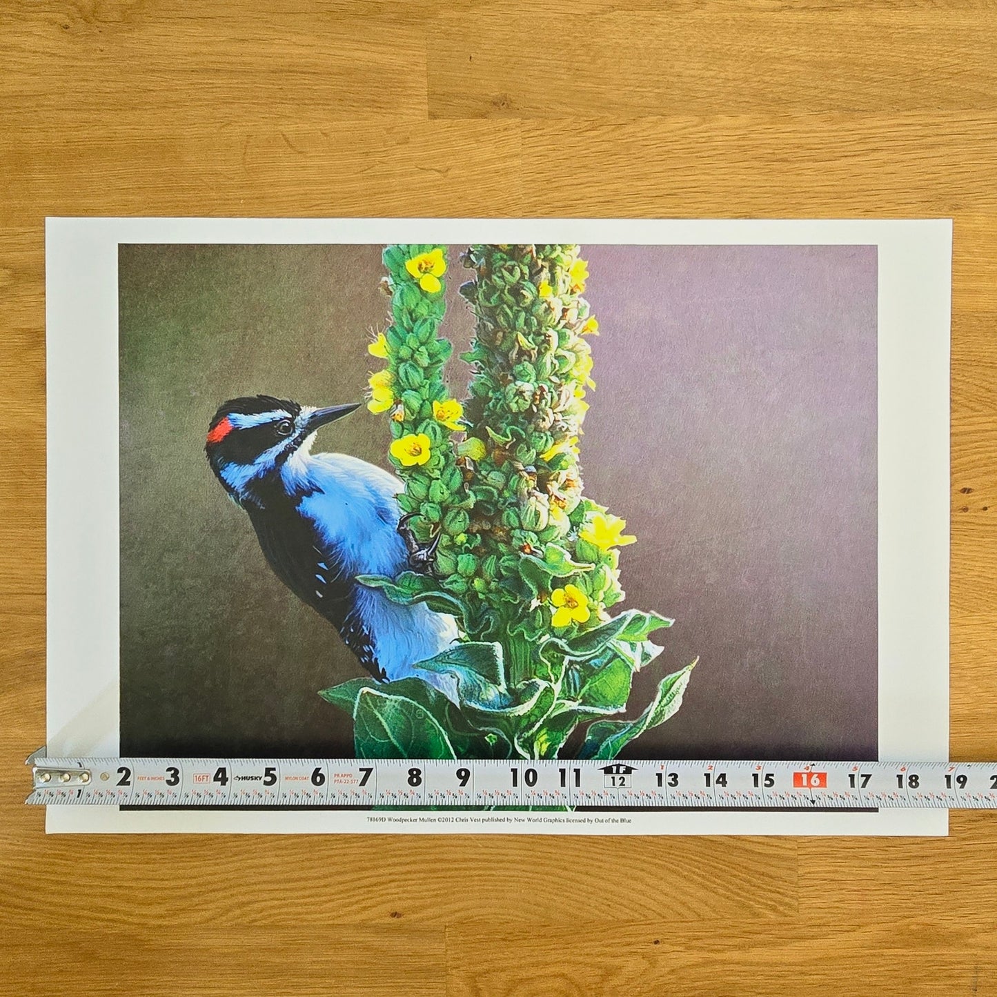 16x12 Bird Art Print: Woodpecker Mullen, 2012, Chris Vest, New World Graphics