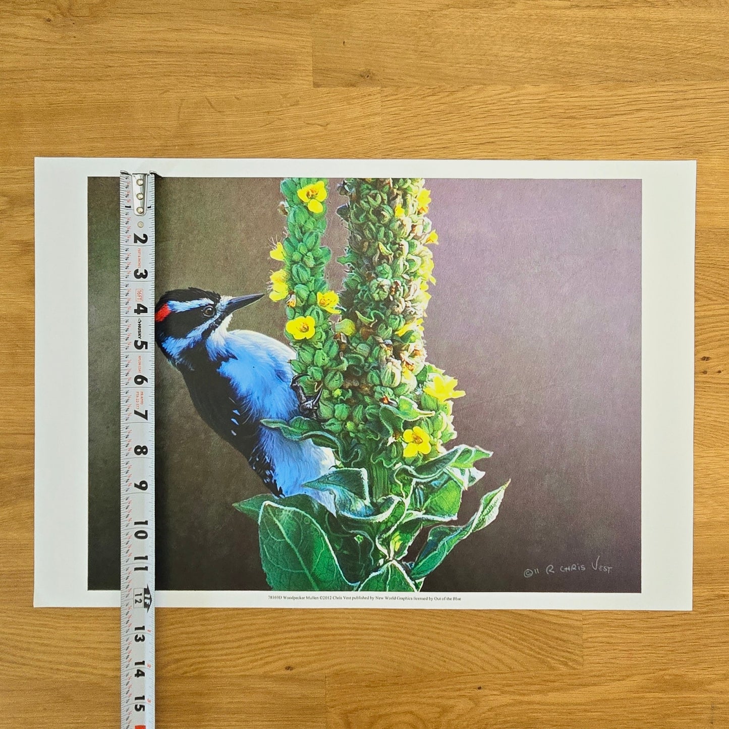 16x12 Bird Art Print: Woodpecker Mullen, 2012, Chris Vest, New World Graphics