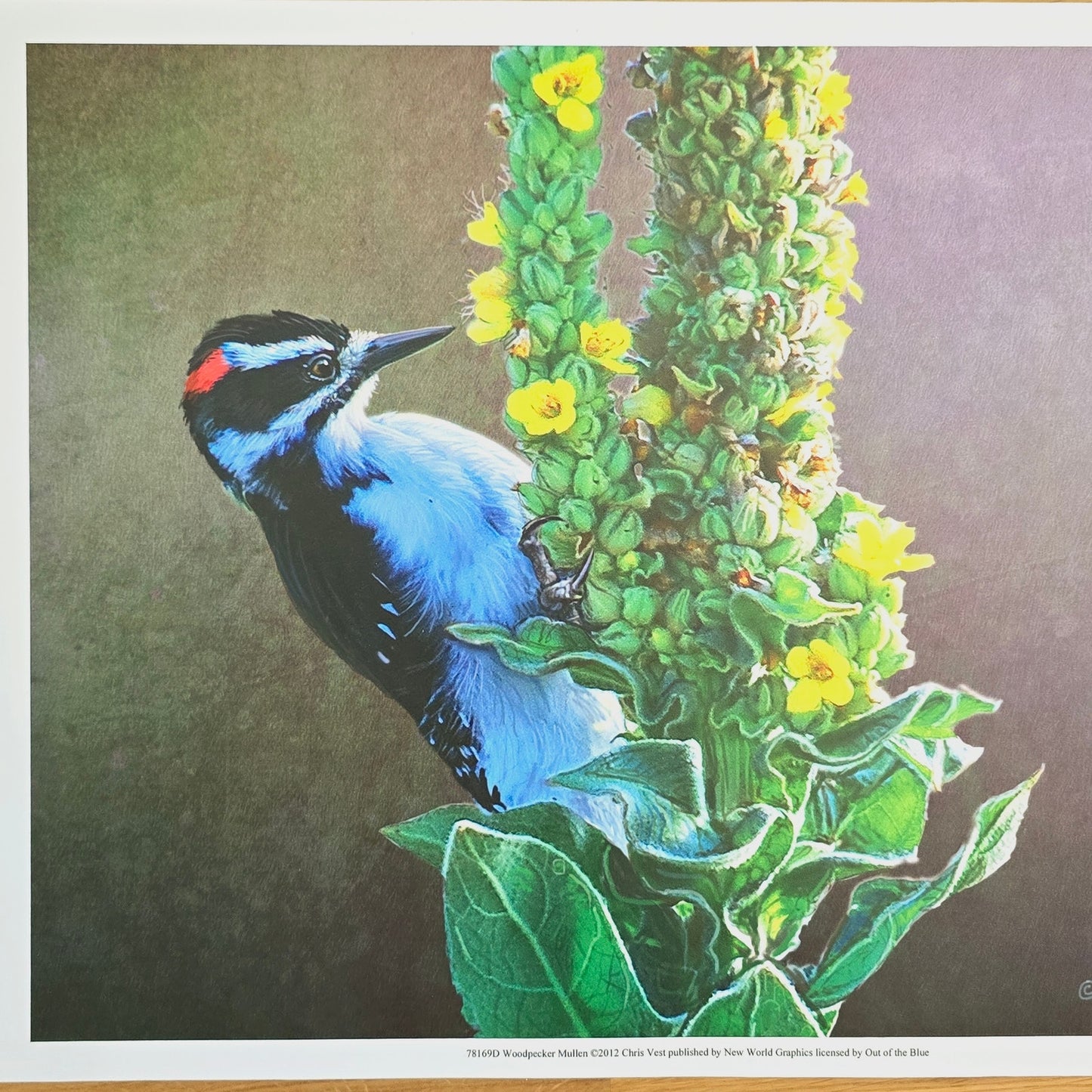 16x12 Bird Art Print: Woodpecker Mullen, 2012, Chris Vest, New World Graphics