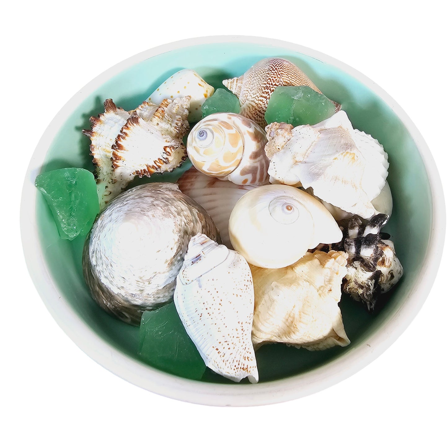 Lot of Mixed Sea Shells