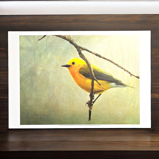 16x12 Bird Art Print: Prothonotary Warbler, 2013 Chris Vest, New World Graphics