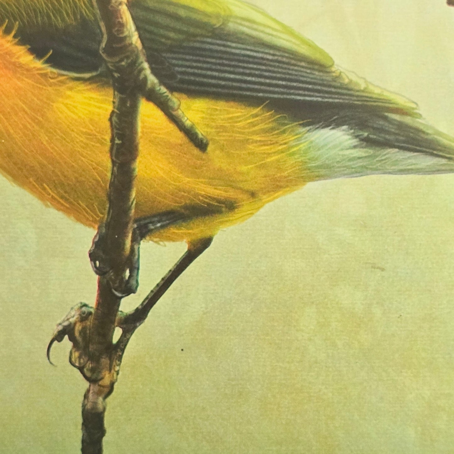 16x12 Bird Art Print: Prothonotary Warbler, 2013 Chris Vest, New World Graphics