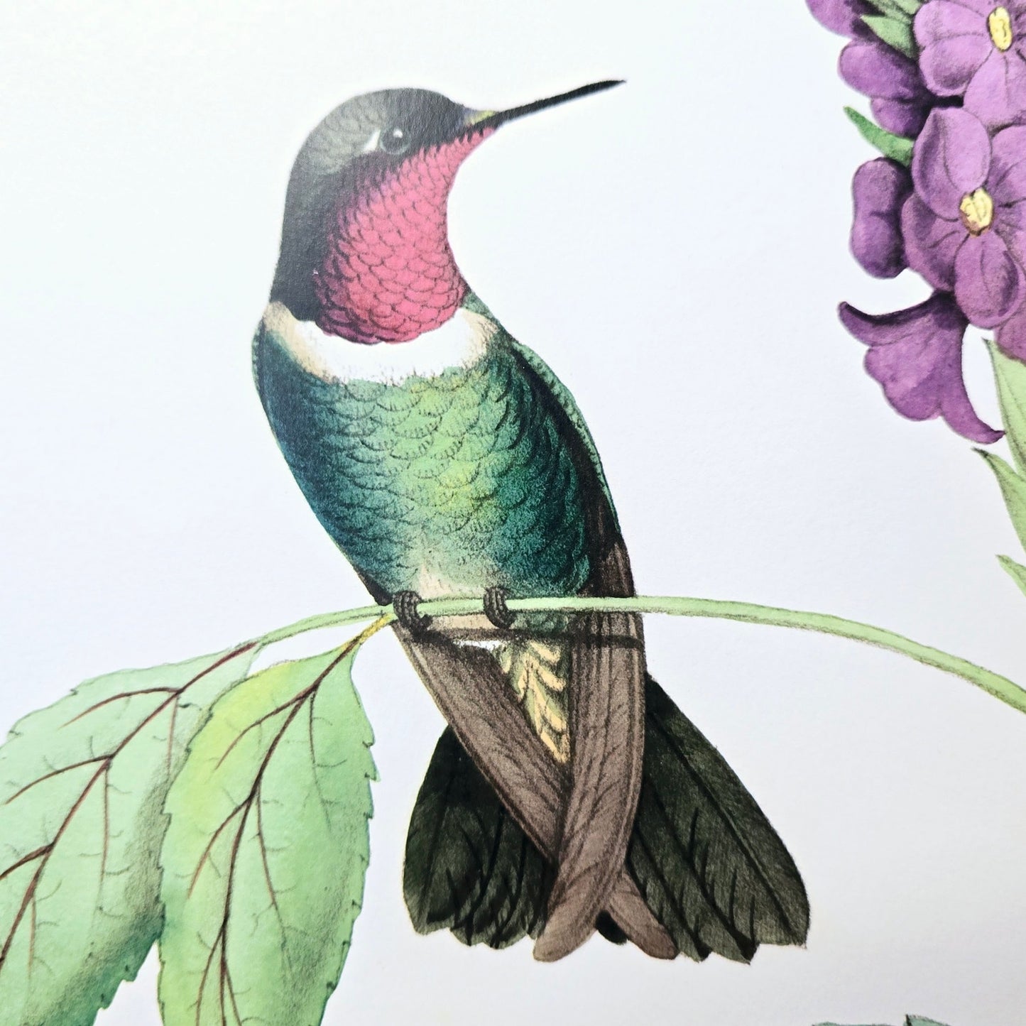 19x13 Hummingbird Art Print: Delicate Humming Bird IV, 2010 Old World Prints, Ltd. by Vision Studio