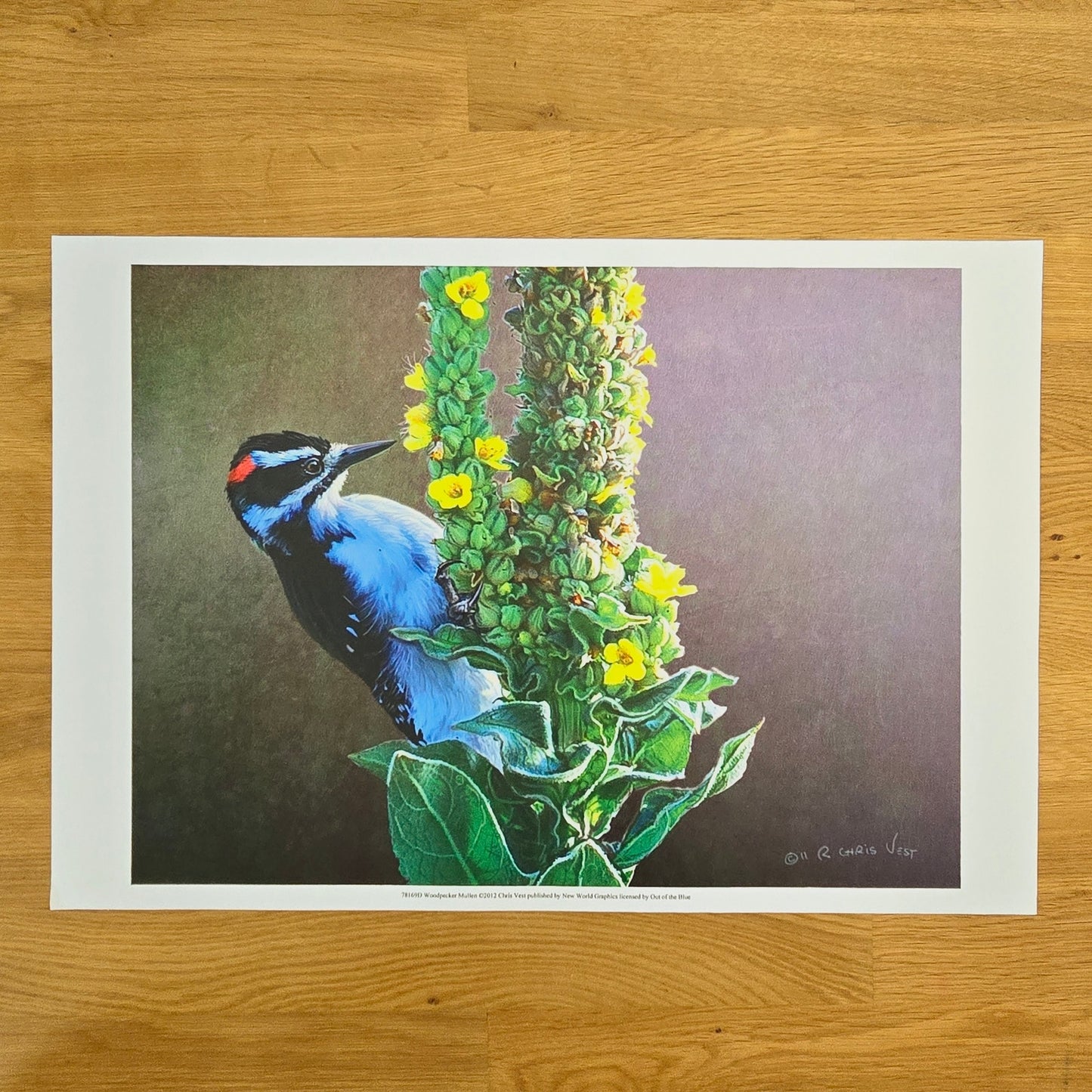 16x12 Bird Art Print: Woodpecker Mullen, 2012, Chris Vest, New World Graphics