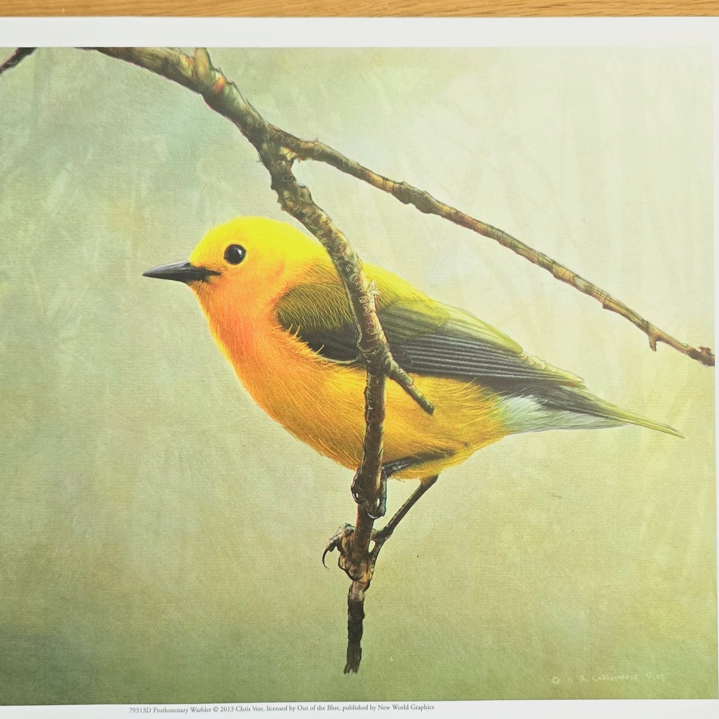 16x12 Bird Art Print: Prothonotary Warbler, 2013 Chris Vest, New World Graphics