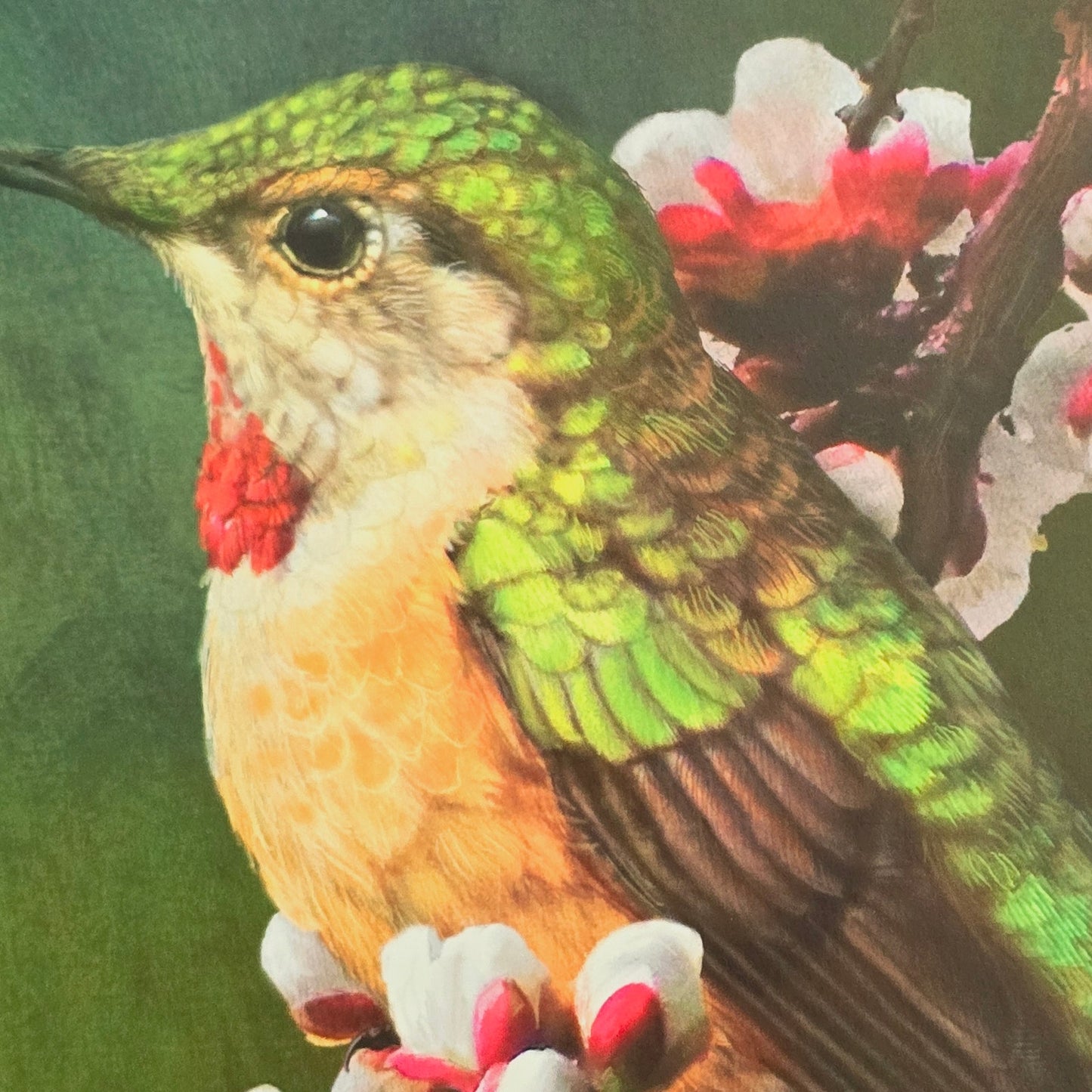 16x12 Bird Art Print: Hummer with Blossoms, 2013 Chris Vest, New World Graphics