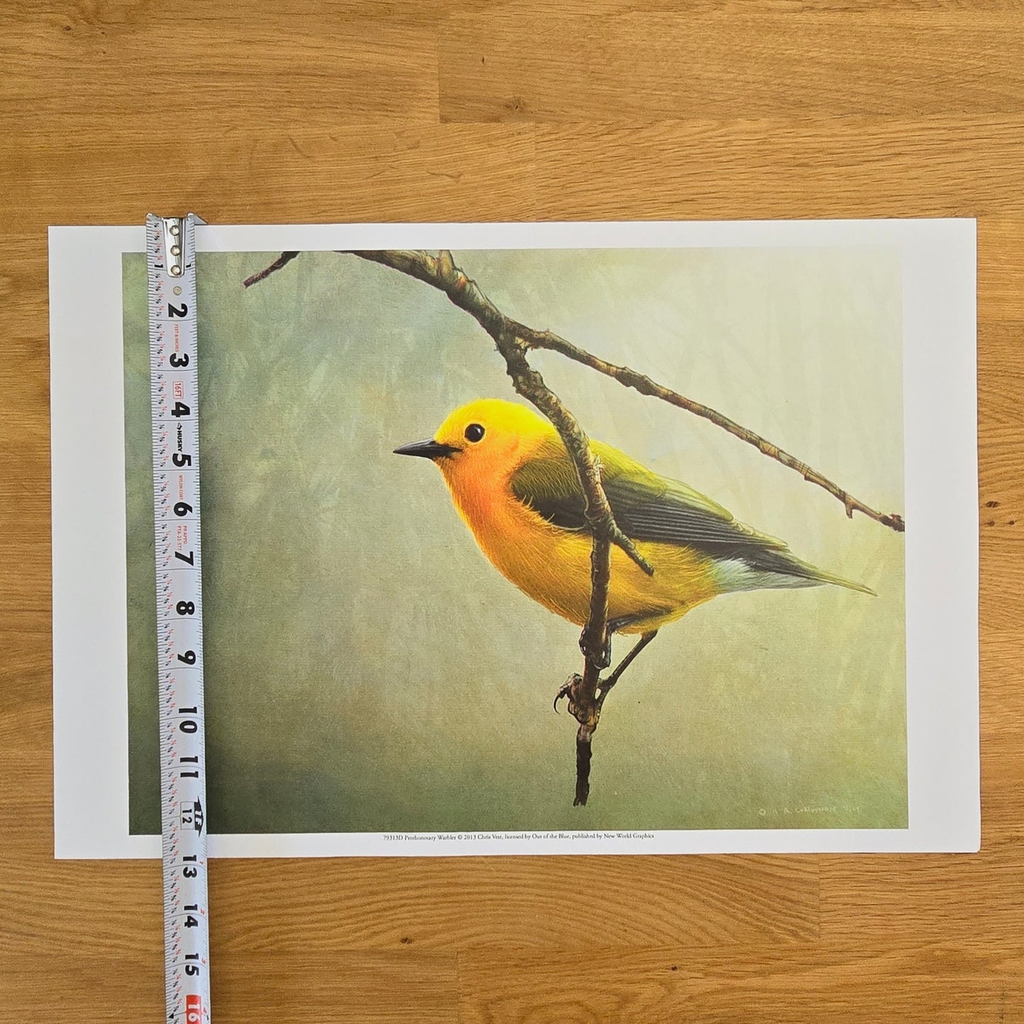 16x12 Bird Art Print: Prothonotary Warbler, 2013 Chris Vest, New World Graphics