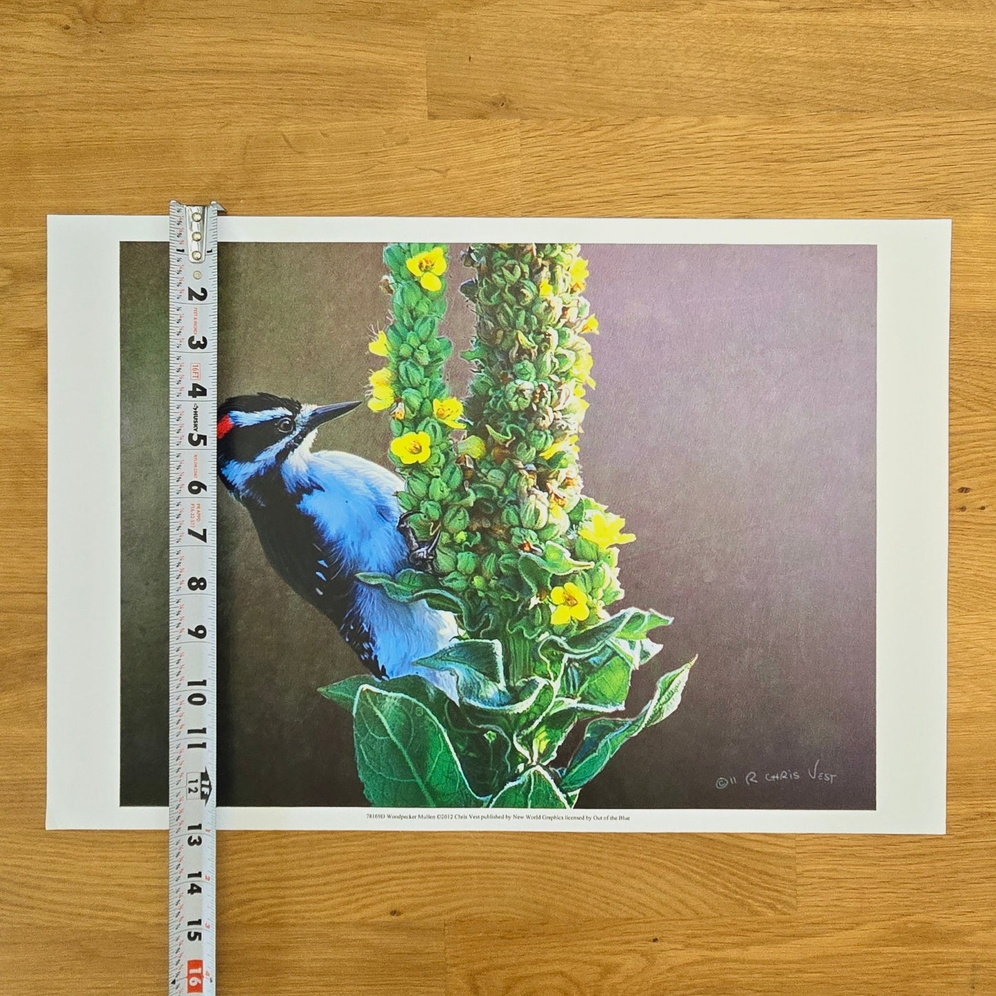 16x12 Bird Art Print: Woodpecker Mullen, 2012, Chris Vest, New World Graphics